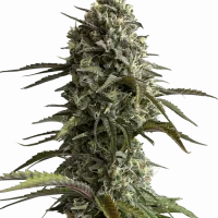 Original SKUNK Auto Original SKUNK Auto