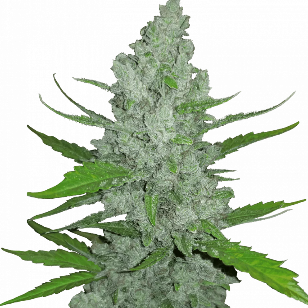 Насіння конопель Original SOUR DIESEL Auto від Fast Buds