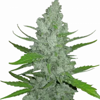 Original SOUR DIESEL Auto