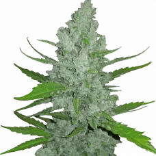 Original SOUR DIESEL Auto