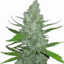 Насіння конопель Original SOUR DIESEL Auto від Fast Buds