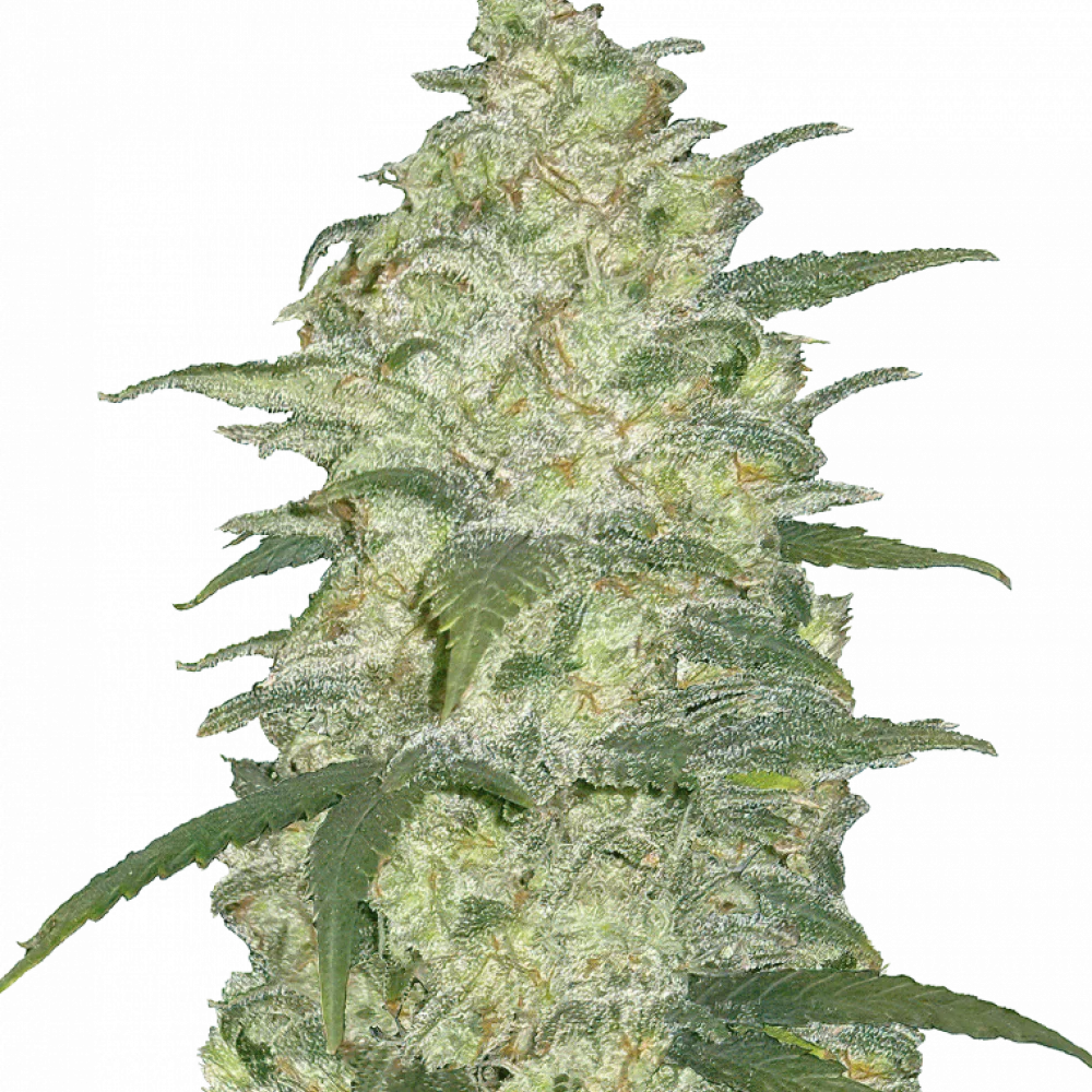 Насіння конопель  Original WHITE WIDOW Auto від Fast Buds