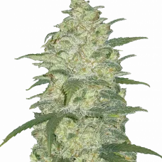 Original WHITE WIDOW Auto