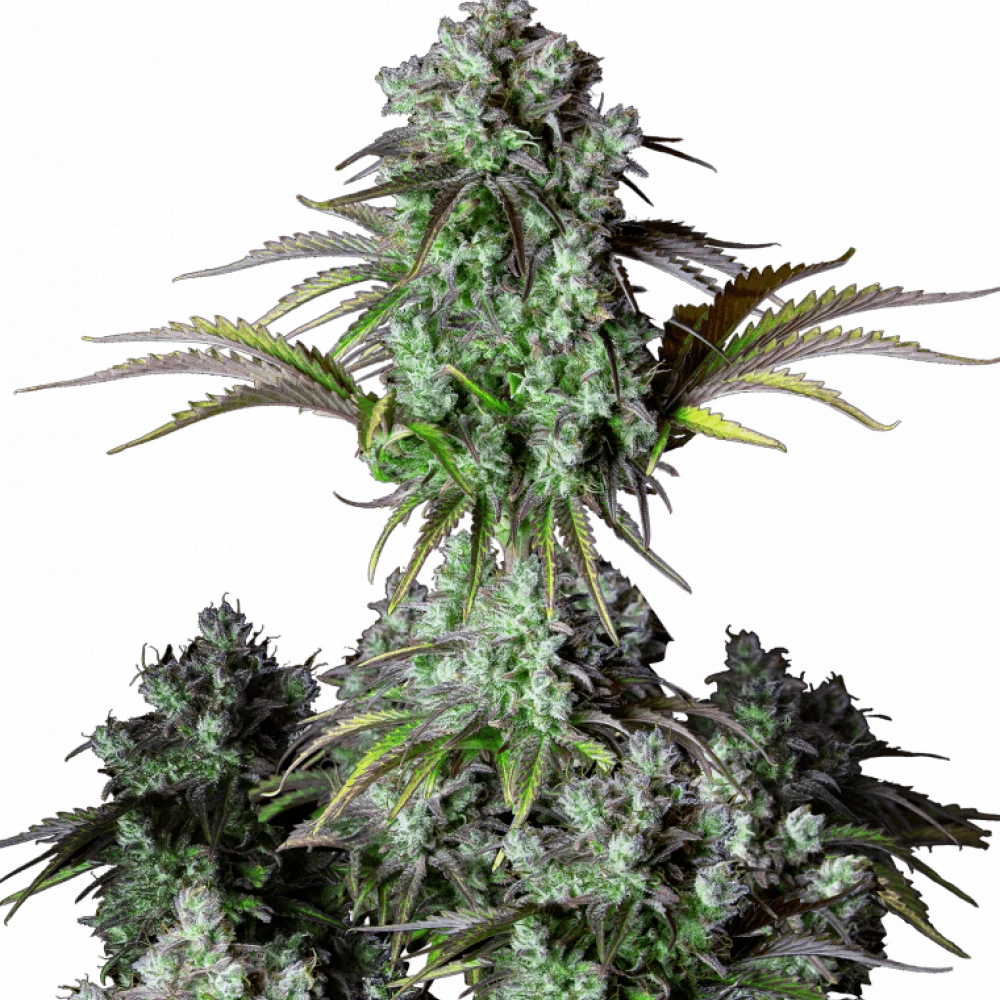 Cannabis seeds Original BIG BUD Auto from Fast Buds