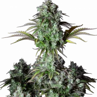 Original AUTO BIG BUD