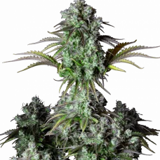 Original BIG BUD Auto