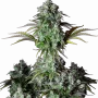 Cannabis seeds Original BIG BUD Auto from Fast Buds