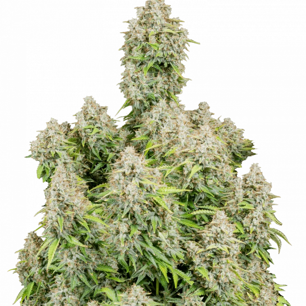 Семена конопли Original CINDERELLA Auto от Fast Buds