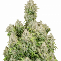 Original CINDERELLA Auto Original CINDERELLA Auto