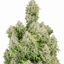 Семена конопли Original CINDERELLA Auto от Fast Buds
