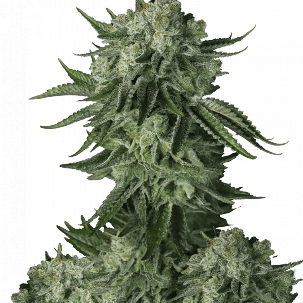 Семена конопли Original MOBY DICK Auto от Fast Buds