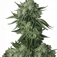 Original MOBY DICK Auto