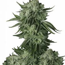 Original MOBY DICK Auto