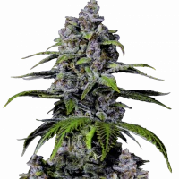 Purple LEMONADE FF Purple LEMONADE FF