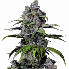 Purple LEMONADE FF