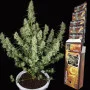 Семена конопли MAGNUM AUTO® от Buddha Seeds