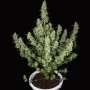 Семена конопли MAGNUM AUTO® от Buddha Seeds