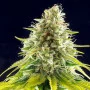 Сорт насіння канабісу Mataro Blue від Kannabia Seeds