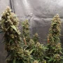 Cannabis seeds Original AUTO OG KUSH from Fast Buds