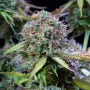 Насіння конопель Original AUTO TRAINWRECK від Fast Buds