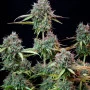 Насіння конопель Original AUTO TRAINWRECK від Fast Buds
