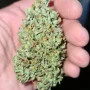 Cannabis seeds Original AUTO OG KUSH from Fast Buds