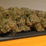 Семена конопли Original AUTO AK от Fast Buds