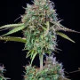 Насіння конопель Original AUTO TRAINWRECK від Fast Buds