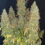 Семена конопли Original  SKUNK Auto от Fast Buds