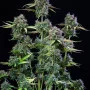 Насіння конопель Original AUTO TRAINWRECK від Fast Buds