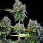 Насіння конопель Original AUTO TRAINWRECK від Fast Buds