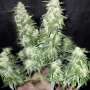Семена конопли Original MOBY DICK Auto от Fast Buds
