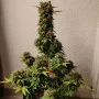 Cannabis seeds Original AUTO WHITE WIDOW from Fast Buds