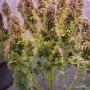 Насіння конопель Original AUTO NORTHERN LIGHTS від Fast Buds