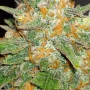 Семена конопли Original  SKUNK Auto от Fast Buds