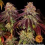Cannabis seeds MIMOSA X ORANGE PUNCH AUTO from Barney's Farm