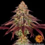 Cannabis seeds MIMOSA X ORANGE PUNCH AUTO from Barney's Farm