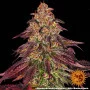 Cannabis seeds MIMOSA X ORANGE PUNCH AUTO from Barney's Farm