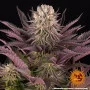 Cannabis seeds Mimosa x Orange Punch from Barney's Farm