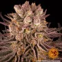 Cannabis seeds Mimosa x Orange Punch from Barney's Farm