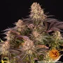 Cannabis seeds Mimosa x Orange Punch from Barney's Farm