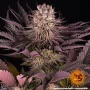 Cannabis seeds Mimosa x Orange Punch from Barney's Farm