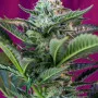 Семена конопли MOHAN RAM AUTO® от Sweet Seeds