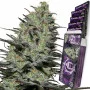 Семена конопли MORPHEUS® feminized от Buddha Seeds