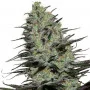 Семена конопли MORPHEUS® feminized от Buddha Seeds