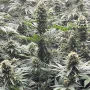 Cannabis seeds Bubblegum Gelato from Barney's Farm