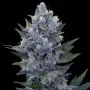 Сорт семян каннабиса Northern Lights Feminised Gold