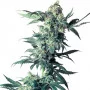 Cannabis seed variety Northern Lights Feminised Silver
