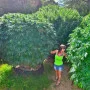 Сорт насіння канабісу Jamaica Sativa Сорт насіння канабісу Jamaica Sativa