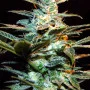 Семена конопли NYC DIESEL® от Sweet Seeds